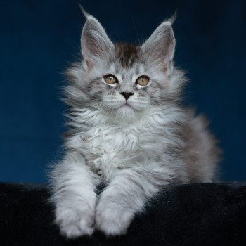 chaton Maine coon black silver mackerel tabby Anoréa Elevage de maine coon L'Or sauvage