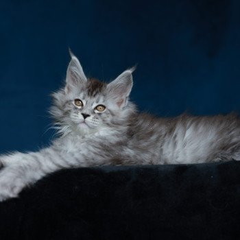 chaton Maine coon black silver mackerel tabby Anoréa Elevage de maine coon L'Or sauvage