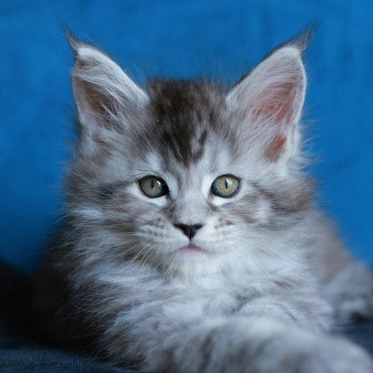 chaton Maine coon black silver mackerel tabby Anoréa Elevage de maine coon L'Or sauvage