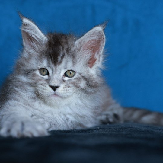 chaton Maine coon black silver mackerel tabby Anoréa Elevage de maine coon L'Or sauvage