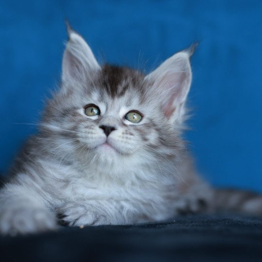 chaton Maine coon black silver mackerel tabby Anoréa Elevage de maine coon L'Or sauvage