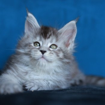 chaton Maine coon black silver mackerel tabby Anoréa Elevage de maine coon L'Or sauvage