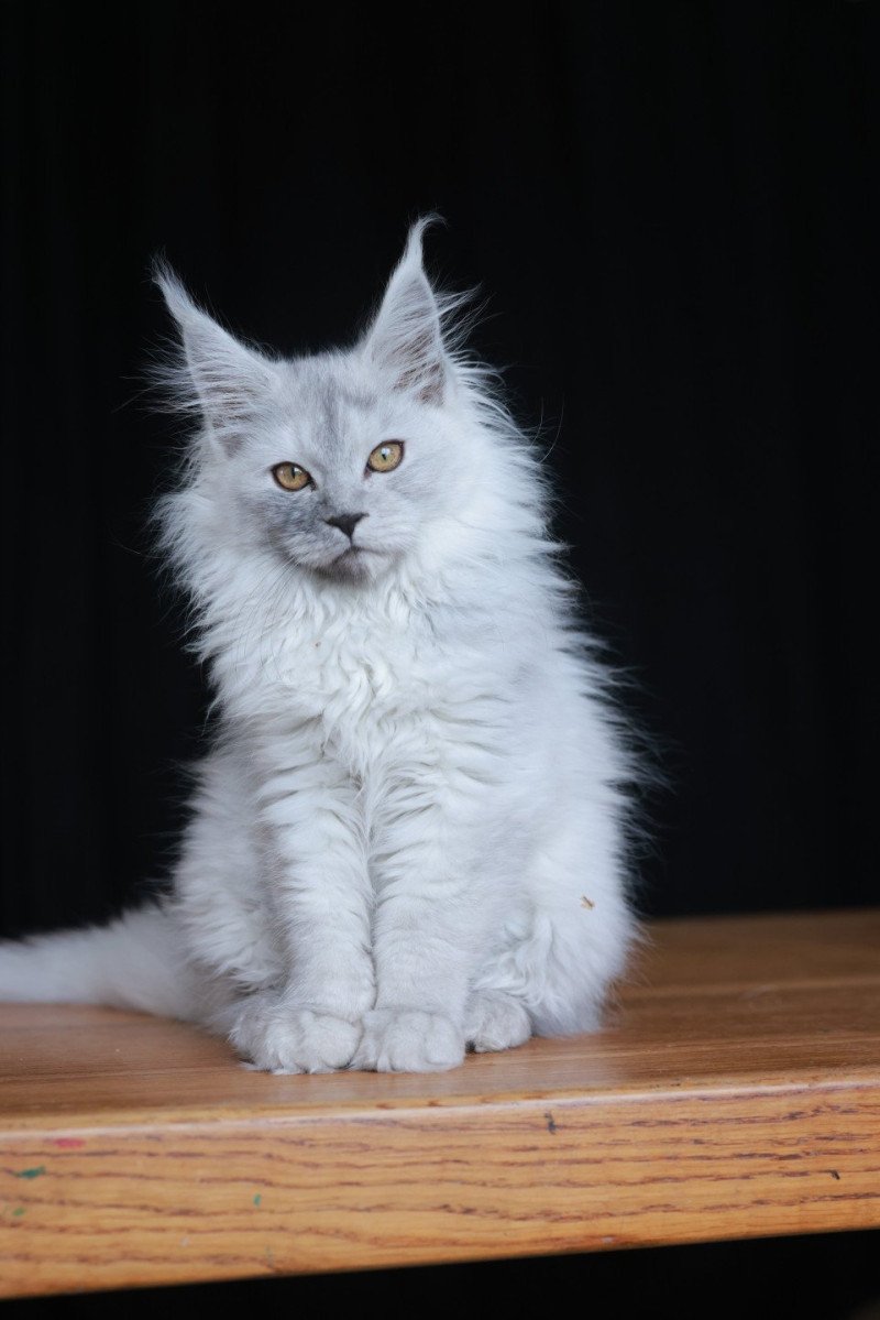 Anouk DE L'OR SAUVAGE Femelle Maine coon
