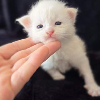 chaton Maine coon red silver blotched tabby Apollon Elevage de maine coon L'Or sauvage chaton Maine coon red silver blotched tabby Apollon Elevage de maine coon L'Or sauvage