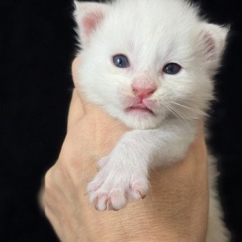 chaton Maine coon red silver blotched tabby Apollon Elevage de maine coon L'Or sauvage chaton Maine coon red silver blotched tabby Apollon Elevage de maine coon L'Or sauvage