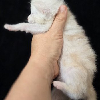 chaton Maine coon red silver blotched tabby Apollon Elevage de maine coon L'Or sauvage chaton Maine coon red silver blotched tabby Apollon Elevage de maine coon L'Or sauvage