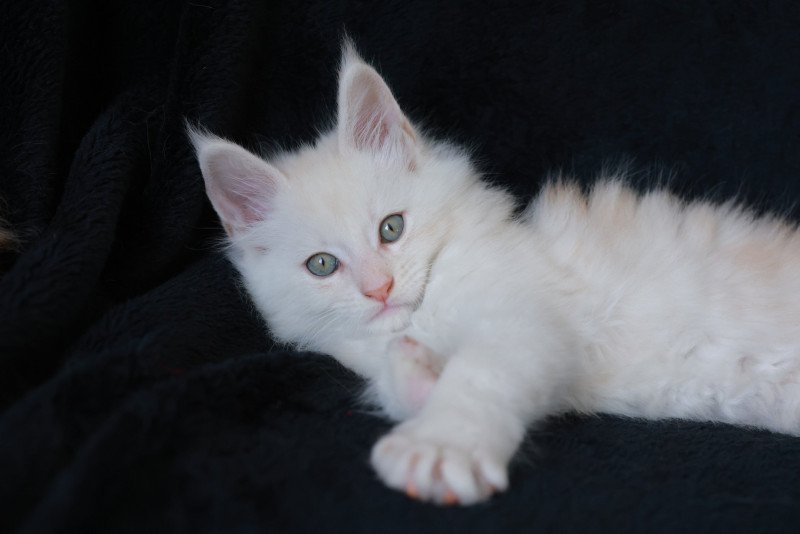 Apollon DE L'OR SAUVAGE Mâle Maine coon