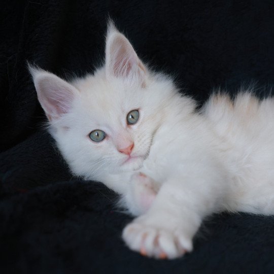 Apollon DE L'OR SAUVAGE Mâle Maine coon