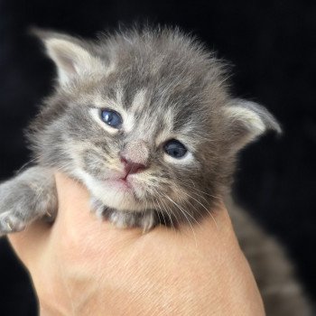 chaton Maine coon blue silver blotched tabby Aquiliano Acéor Elevage de maine coon L'Or sauvage chaton Maine coon blue silver blotched tabby Aquiliano Acéor Elevage de maine coon L'Or sauvage