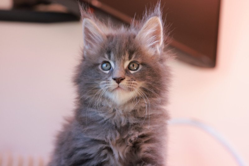 Aquiliano Acéor DE L'OR SAUVAGE Mâle Maine coon