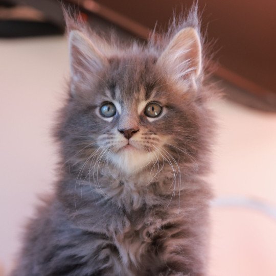 Aquiliano Acéor DE L'OR SAUVAGE Mâle Maine coon