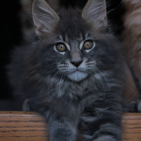 Aquiliano Acéor DE L'OR SAUVAGE Mâle Maine coon
