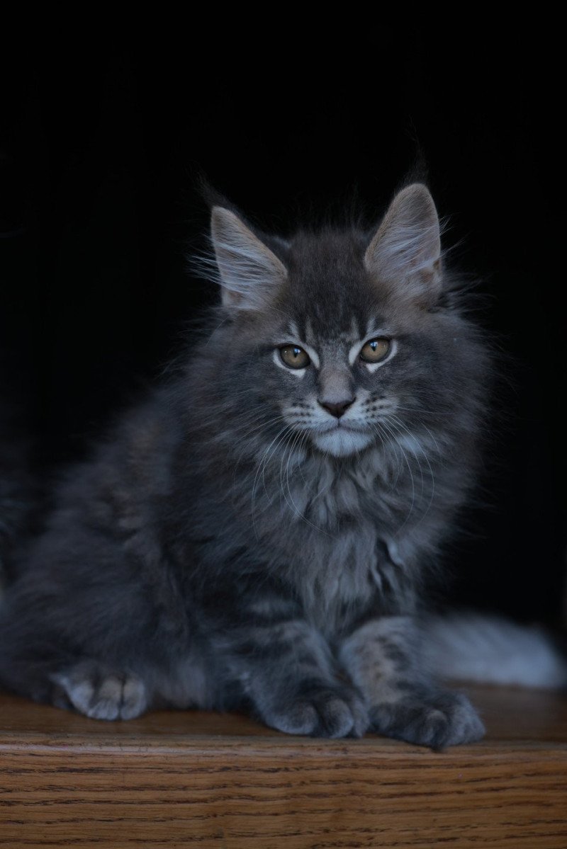 Aquiliano Acéor DE L'OR SAUVAGE Mâle Maine coon
