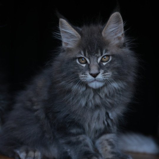 Aquiliano Acéor DE L'OR SAUVAGE Mâle Maine coon