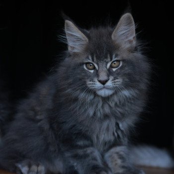 chaton Maine coon blue silver blotched tabby Aquiliano Acéor Elevage de maine coon L'Or sauvage