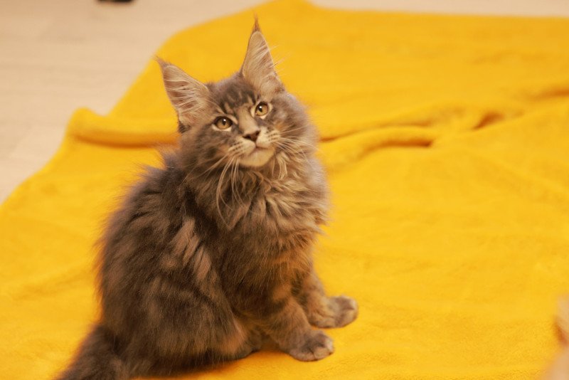 Aquiliano Acéor DE L'OR SAUVAGE Mâle Maine coon