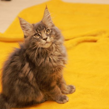 chaton Maine coon blue silver blotched tabby Aquiliano Acéor Elevage de maine coon L'Or sauvage