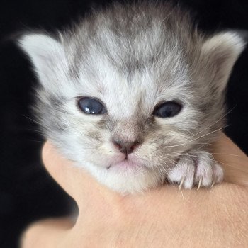 chaton Maine coon black tortie silver blotched tabby Ariabella Lumia Elevage de maine coon L'Or sauvage chaton Maine coon black tortie silver blotched tabby Ariabella Lumia Elevage de maine coon L'Or sauvage
