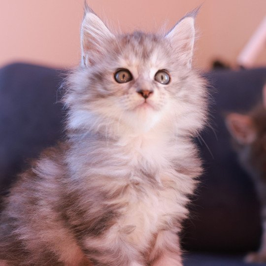 Ariabella Lumia DE L'OR SAUVAGE Femelle Maine coon