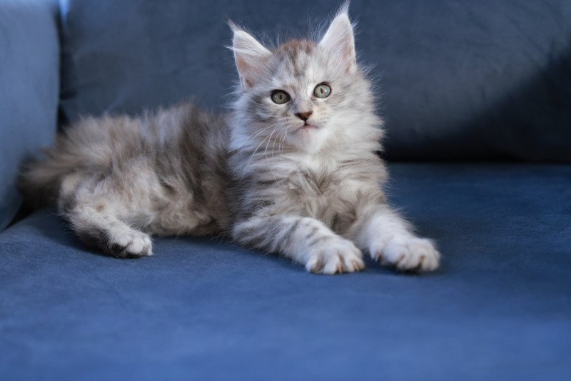 Ariabella Lumia DE L'OR SAUVAGE Femelle Maine coon