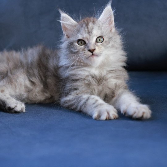 Ariabella Lumia DE L'OR SAUVAGE Femelle Maine coon