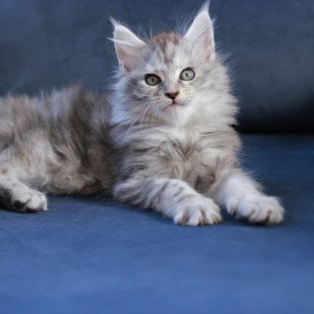 chaton Maine coon black tortie silver blotched tabby Ariabella Lumia Elevage de maine coon L'Or sauvage chaton Maine coon black tortie silver blotched tabby Ariabella Lumia Elevage de maine coon L'Or sauvage