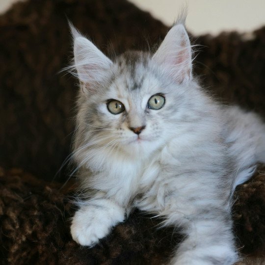 Ariabella Lumia DE L'OR SAUVAGE Femelle Maine coon