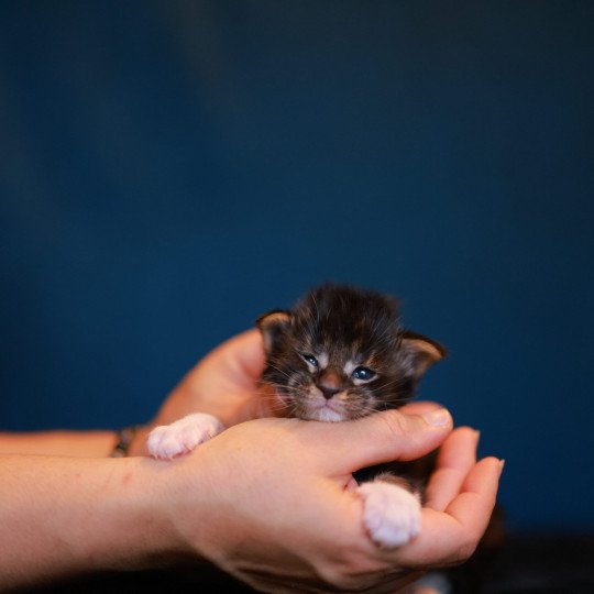 chaton Maine coon black silver blotched tabby bicolor Arion Elevage de maine coon L'Or sauvage