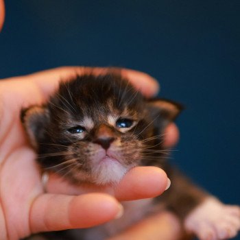 chaton Maine coon black silver blotched tabby bicolor Arion Elevage de maine coon L'Or sauvage chaton Maine coon black silver blotched tabby bicolor Arion Elevage de maine coon L'Or sauvage