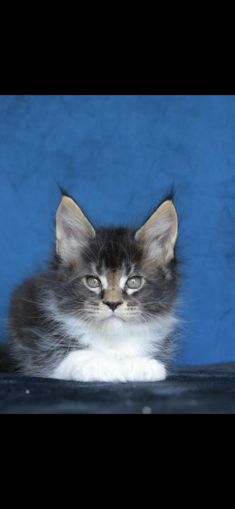 Arion DE L'OR SAUVAGE Mâle Maine coon