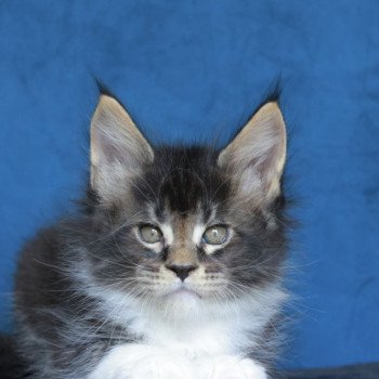chaton Maine coon black silver blotched tabby & blanc Arion Elevage de maine coon L'Or sauvage chaton Maine coon black silver blotched tabby & blanc Arion Elevage de maine coon L'Or sauvage