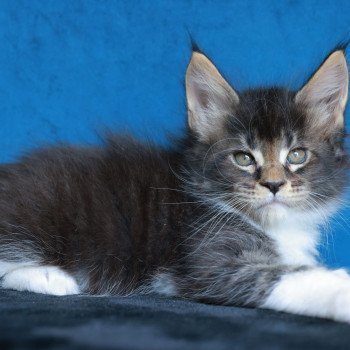 chaton Maine coon black silver blotched tabby & blanc Arion Elevage de maine coon L'Or sauvage chaton Maine coon black silver blotched tabby & blanc Arion Elevage de maine coon L'Or sauvage