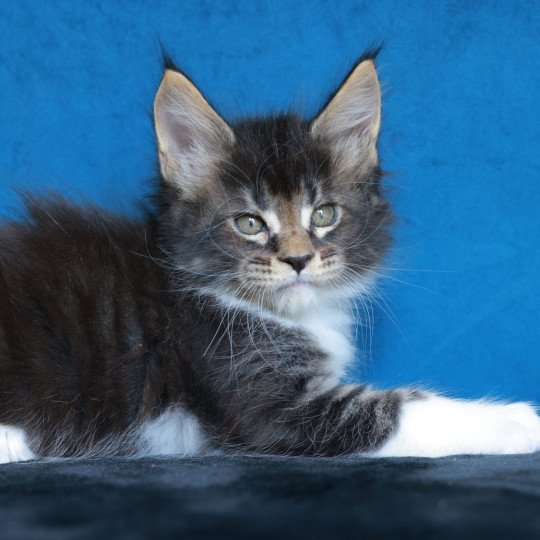 chaton Maine coon black silver blotched tabby & blanc Arion Elevage de maine coon L'Or sauvage