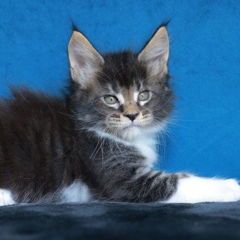 chaton Maine coon black silver blotched tabby & blanc Arion Elevage de maine coon L'Or sauvage chaton Maine coon black silver blotched tabby & blanc Arion Elevage de maine coon L'Or sauvage