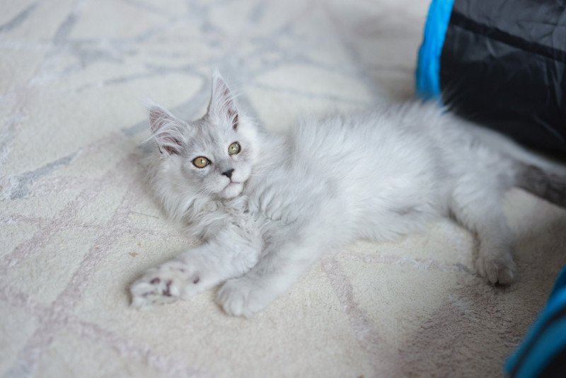 ARLO DE L'OR SAUVAGE Mâle Maine coon