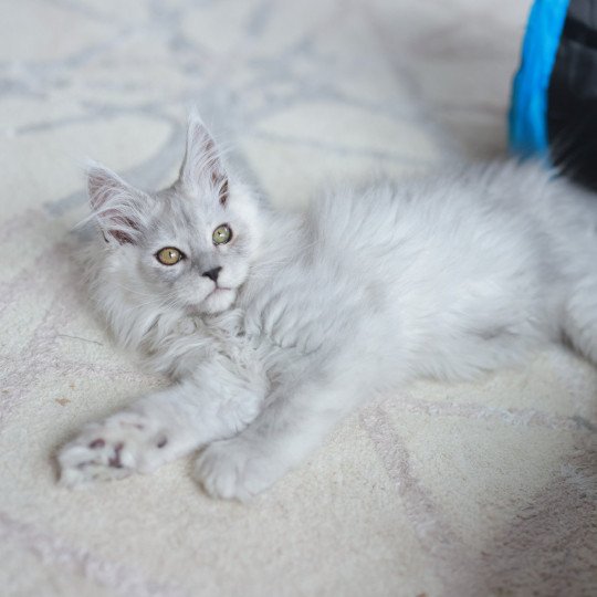 chaton Maine coon brown shaded ARLO Elevage de maine coon L'Or sauvage