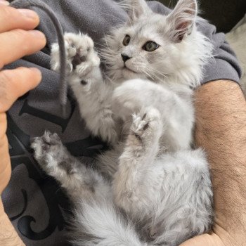 chaton Maine coon black silver shaded ARLO Elevage de maine coon L'Or sauvage