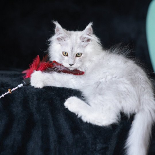 chaton Maine coon black silver shaded ARLO Elevage de maine coon L'Or sauvage