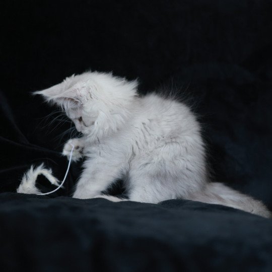 chaton Maine coon black silver shaded ARLO Elevage de maine coon L'Or sauvage