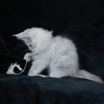 chaton Maine coon black silver shaded ARLO Elevage de maine coon L'Or sauvage