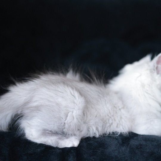 chaton Maine coon black silver shaded ARLO Elevage de maine coon L'Or sauvage