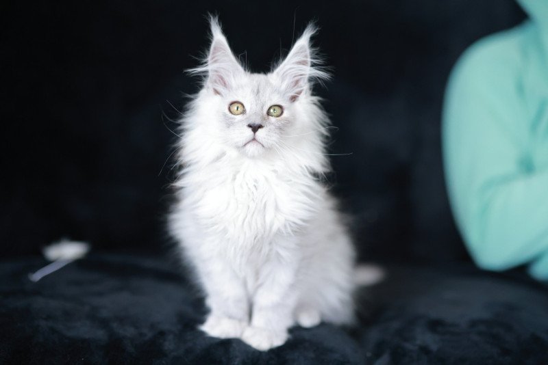 ARLO DE L'OR SAUVAGE Mâle Maine coon