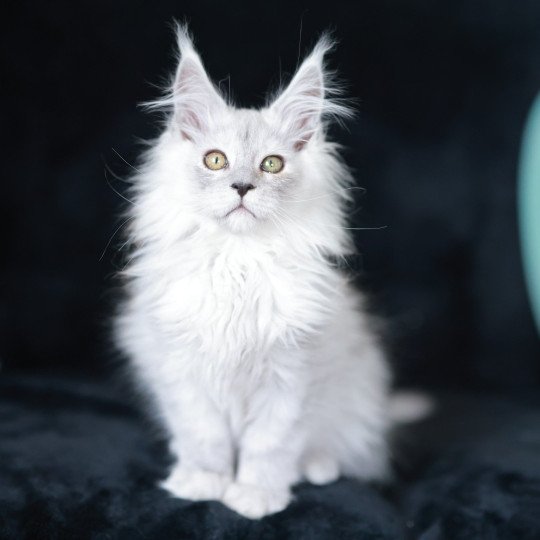 chaton Maine coon black silver shaded ARLO Elevage de maine coon L'Or sauvage