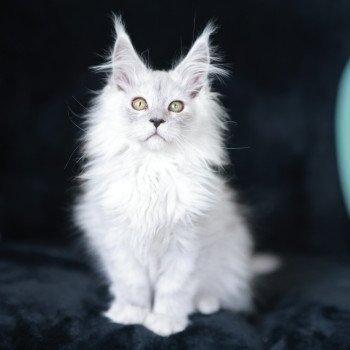 chaton Maine coon black silver shaded ARLO Elevage de maine coon L'Or sauvage