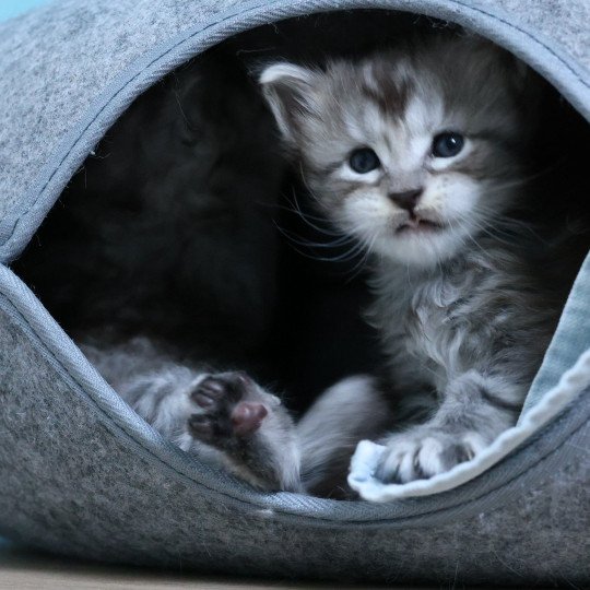 chaton Maine coon black silver blotched tabby Armani Elevage de maine coon L'Or sauvage
