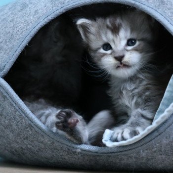 chaton Maine coon black silver blotched tabby Armani Elevage de maine coon L'Or sauvage chaton Maine coon black silver blotched tabby Armani Elevage de maine coon L'Or sauvage
