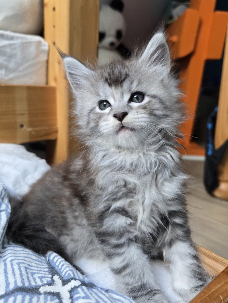Armani DE L'OR SAUVAGE Mâle Maine coon