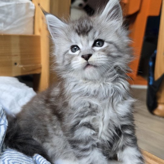 Armani DE L'OR SAUVAGE Mâle Maine coon