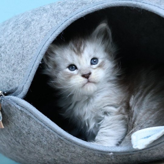 chaton Maine coon silver mackerel tabby Arthur Elevage de maine coon L'Or sauvage