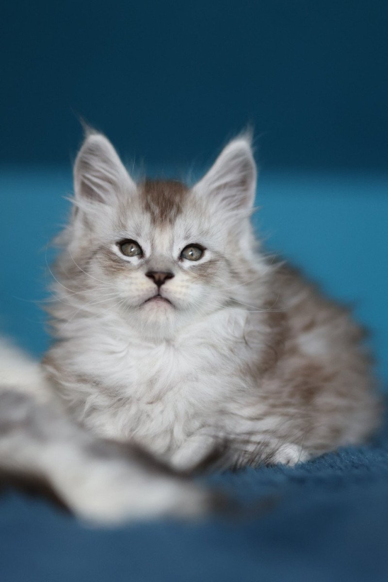Arthur DE L'OR SAUVAGE Mâle Maine coon